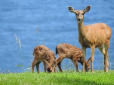 Mule Deer (Odocoileus hemionus) fawns with their mother, Comox Valley, British Columbia.