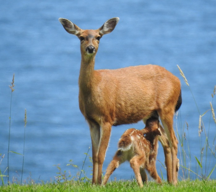 Mule Deer (Odocoileus hemionus) fawn nursing, Comox Valley, British Columbia.