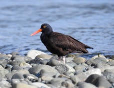 Black Oystercatcher (Haematopus bachmani), Saratoga Beach, British Columbia.