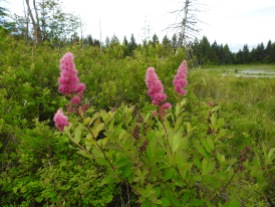 Hardhack (Spiraea douglasii), Comox Valley, British Columbia.