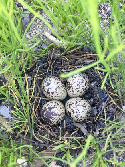 Spotted Sandpiper (Actitis macularius) eggs, Valemount, BC.