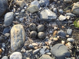 Spotted Sandpiper (Actitis macularius) eggs, Valemount, BC.